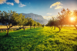 1700MG - HIGH POLYPHENOLS - ORGANIC Extra Virgin Olive Oil - 250ml Glass